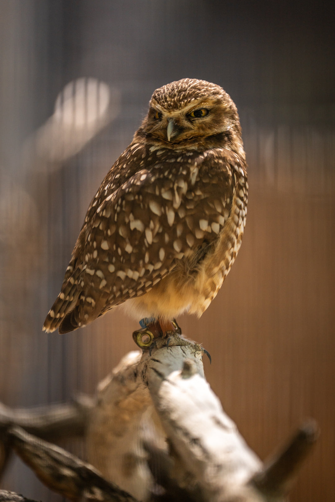 Burrowing Owl