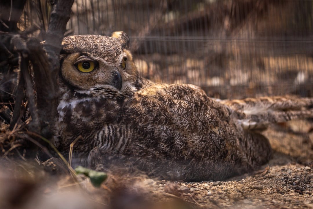 Great Horned Owl (Bubo virginianus)