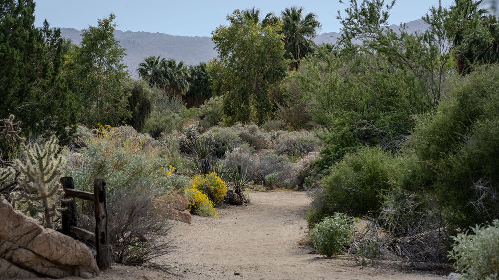 Walking Trails at The Living Desert Zoo and Gardens in Palm Desert