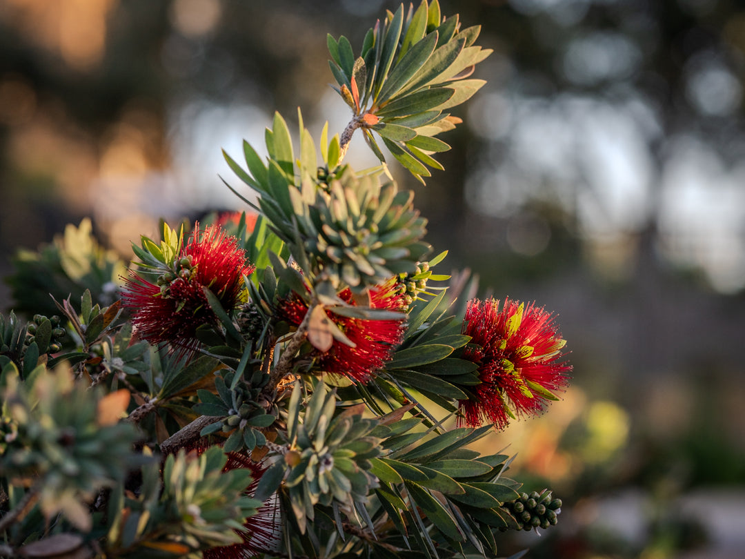 Bottlebrush