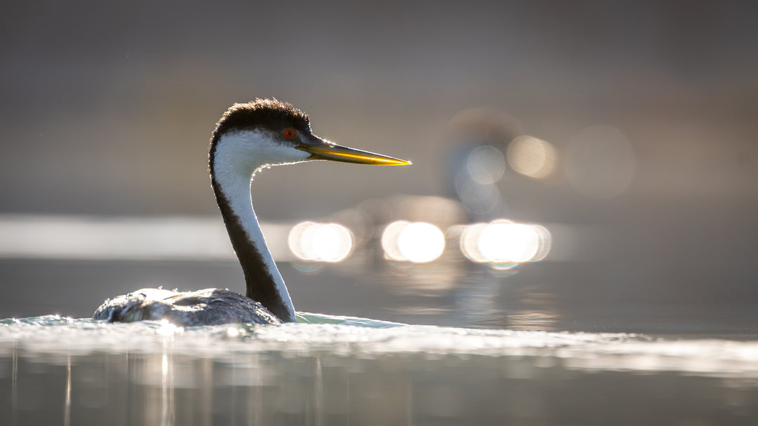 A Western Grebe bird with black upperparts and white underparts, distinct black cap extending down to the red eyes, and a long, straight, and sharp yellow-green bill, swimming on the water.