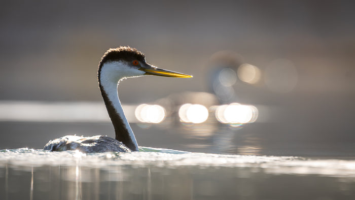 Western Grebe