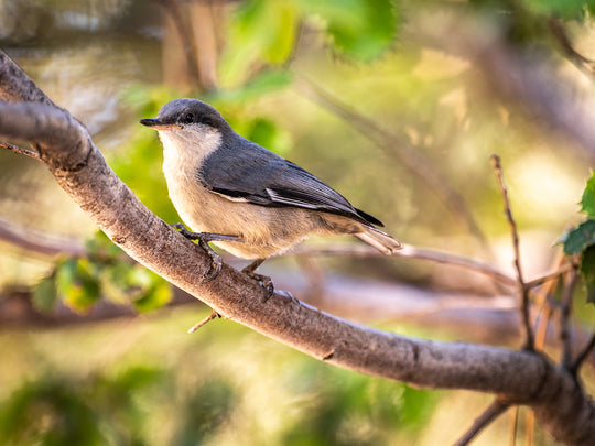 Pygmy Nuthatch