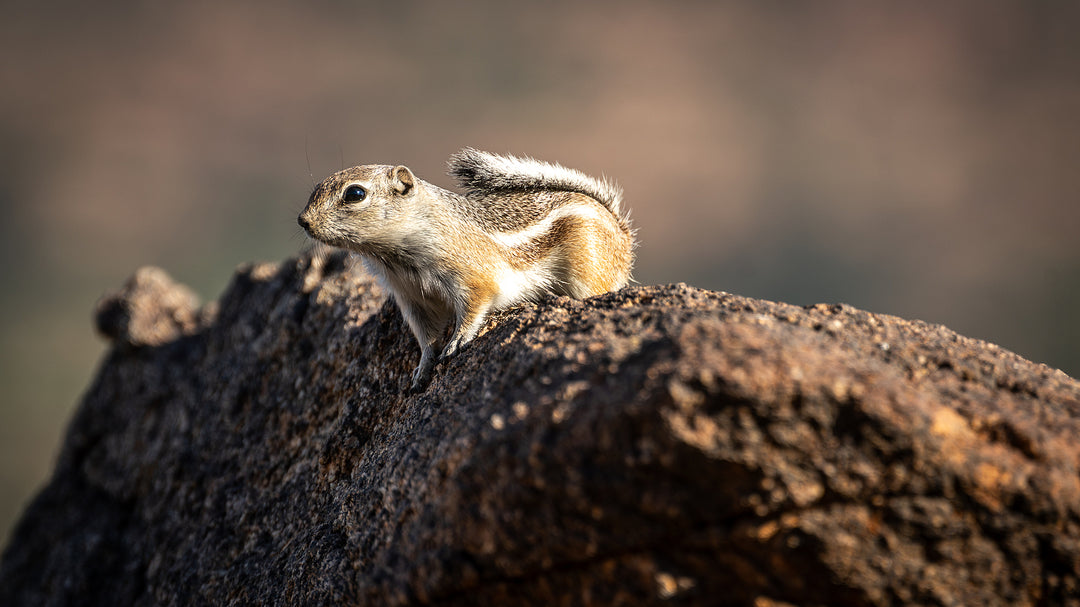 White-tailed Antelope Squirrel