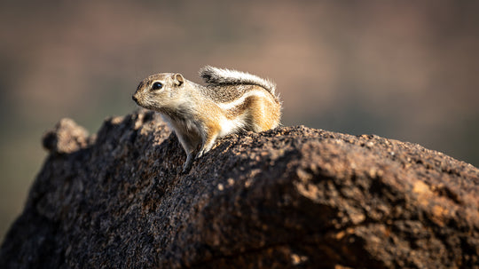 White-tailed Antelope Squirrel