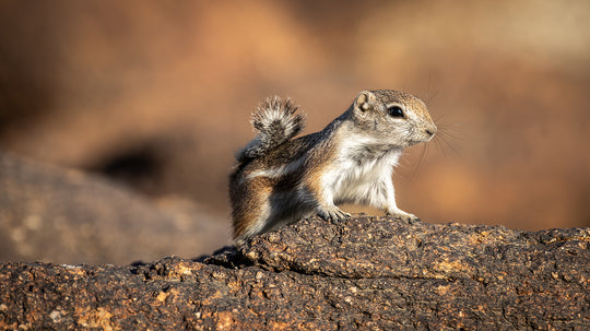 White-tailed Antelope Squirrel