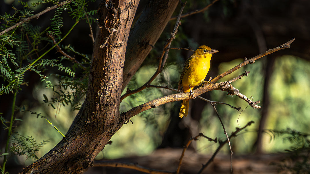Summer Tanager