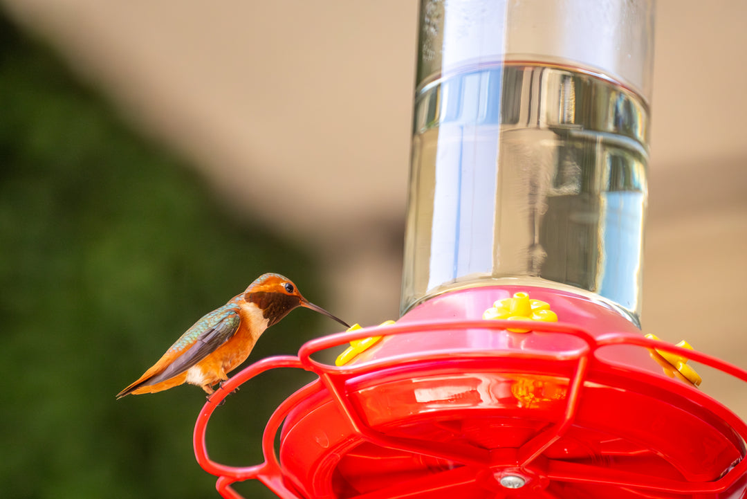 Rufous Hummingbird