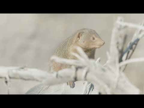 Dwarf Mongoose