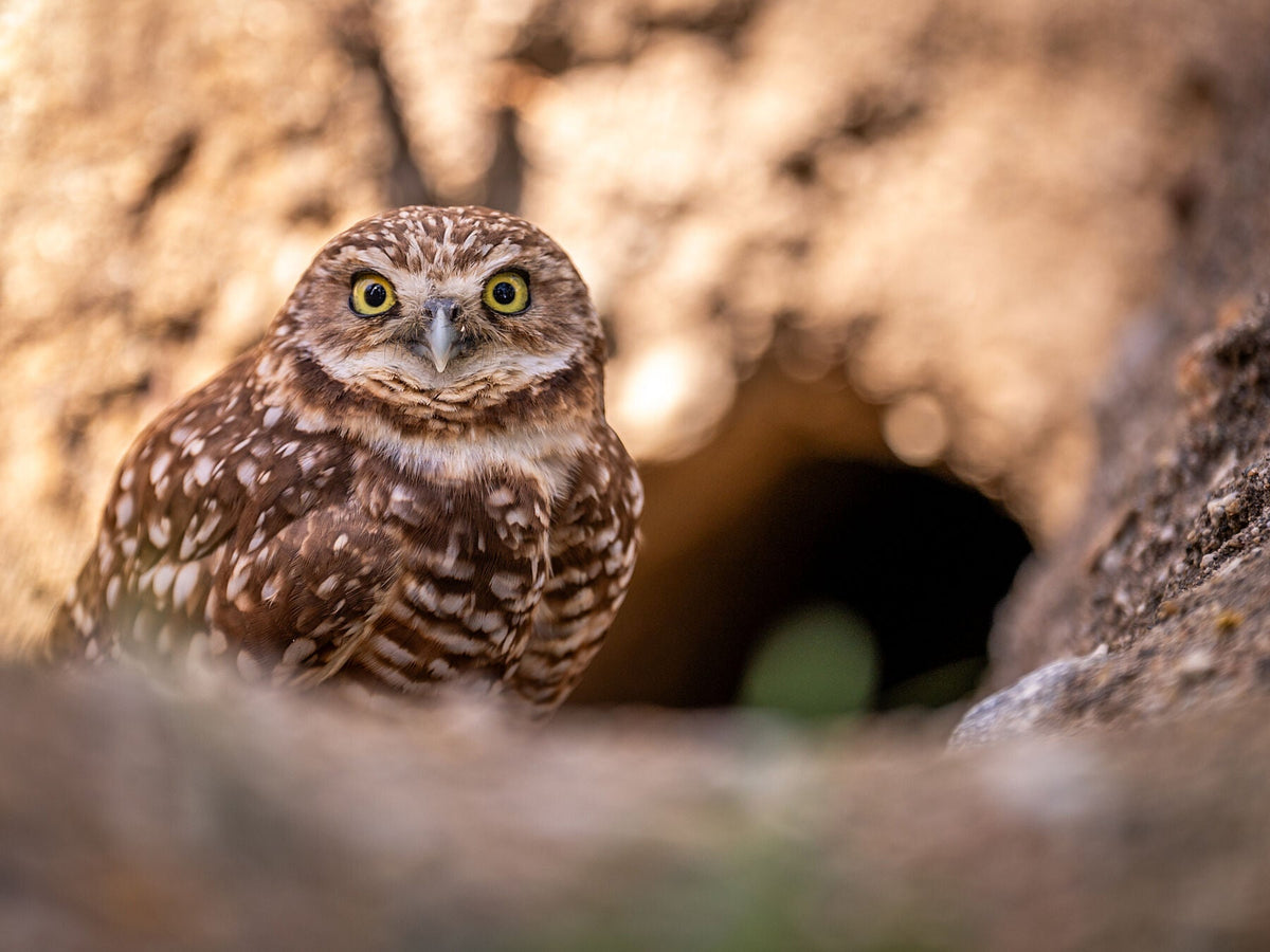 A Burrowing Owl beside the dark entrance to a burrow, photographed by Mark Miller.