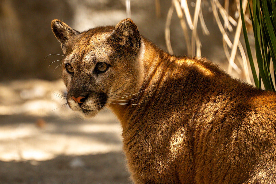 The Living Desert: Expansion Progress Tracker