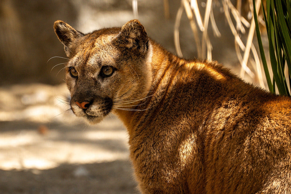 Mountain lion at The Living Desert Zoo and Gardens, photographed by Mark Miller.