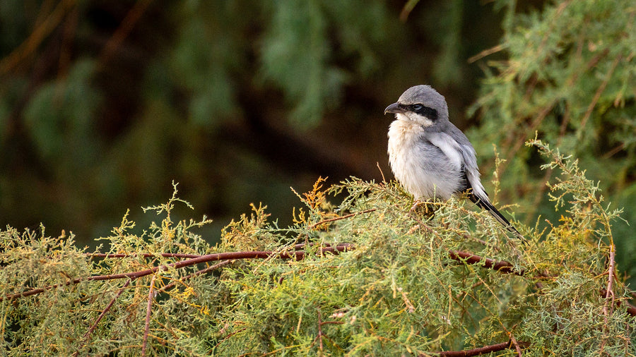 The Desert’s “Butcher Bird”: Why Loggerhead Shrikes Impale Their Prey