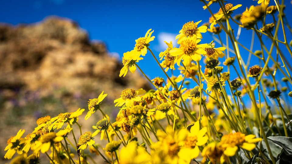 Yellow brittlebush flowers against a blue sky in the Coachella Valley.