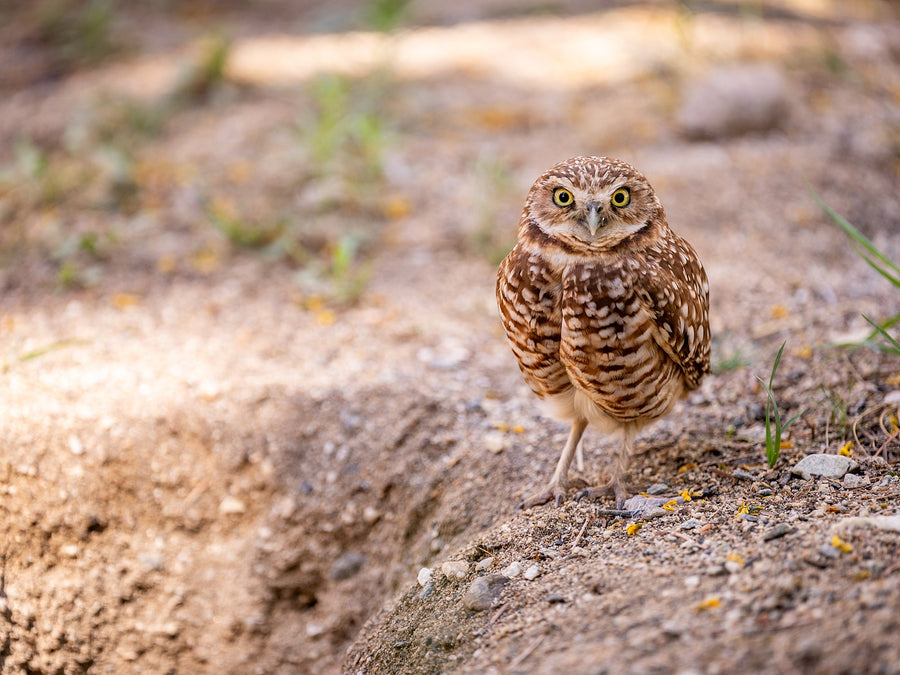 The Owl at Ground Level: How Burrowing Owls Make a Home Underground
