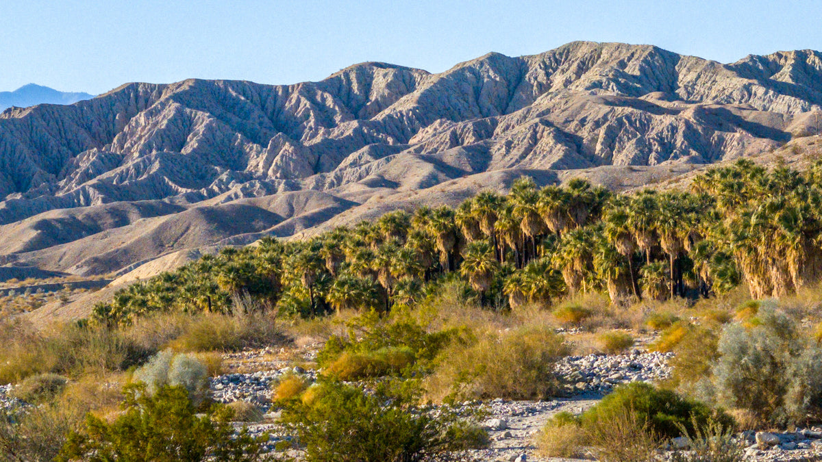 Palm grove, open rocky ground and the Indio Hills at Coachella Valley Preserve. Photograph by Mark Miller, January 21, 2025.