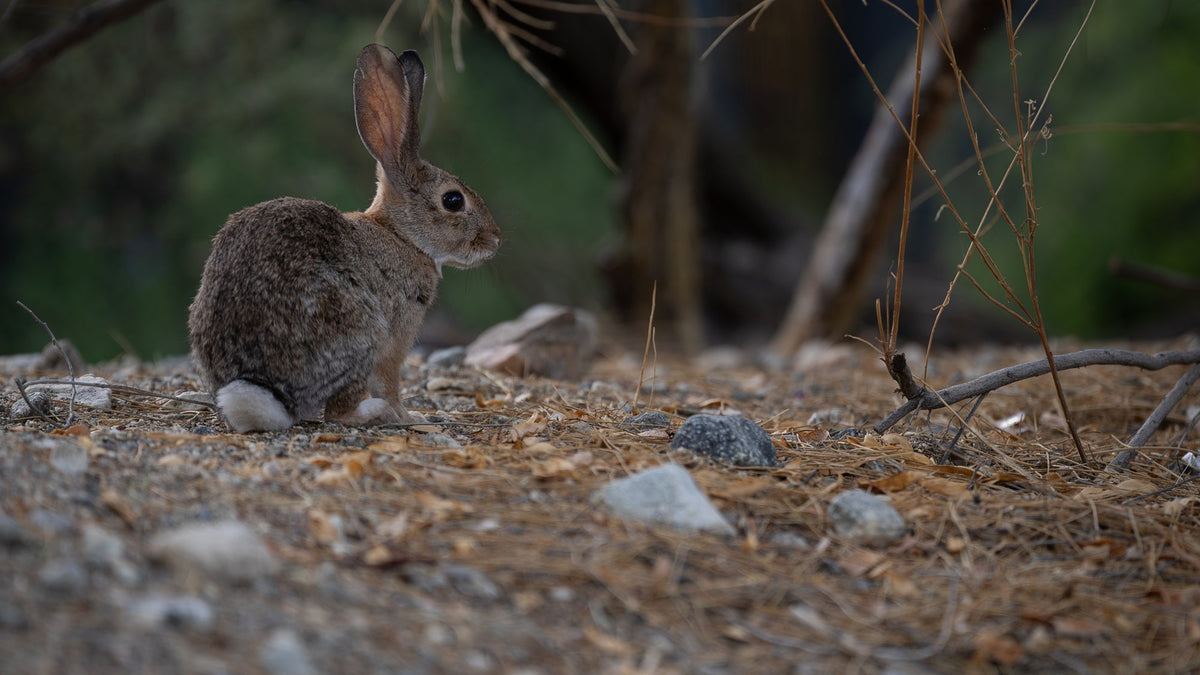 Desert Cottontail with a white tail resting beneath vegetation at The Living Desert, photographed by Mark Miller.