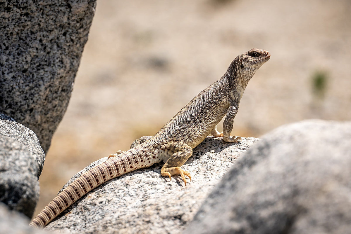 Desert Iguana on a rock, with a blunt head, pale patterned body, and long banded tail. Photograph by Mark Miller.
