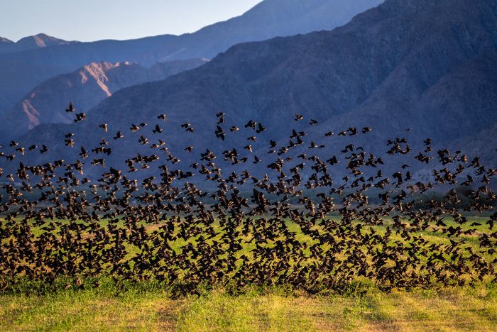flock of starling flying in the thousands at Thermal, CA