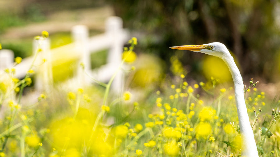 Great Egret or Snowy Egret? Look at the Bill—and the Feet