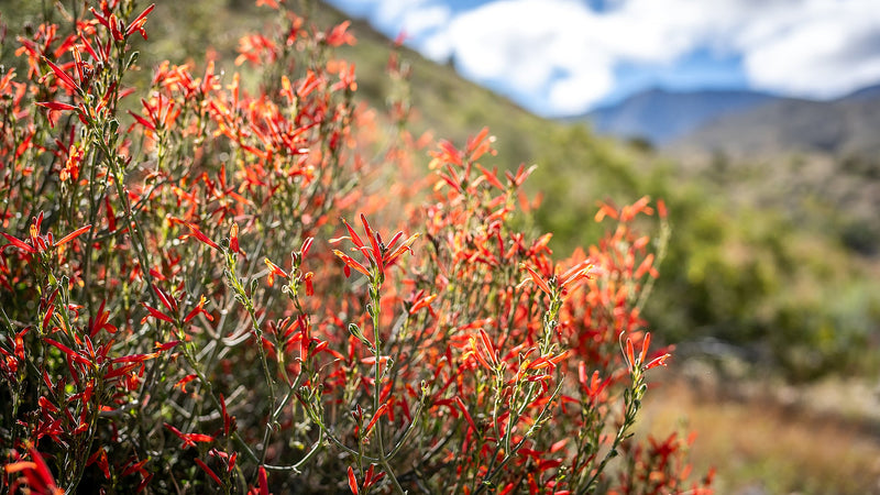 Chuparosa (hummingbird bush) photographed in the Coachella Valley