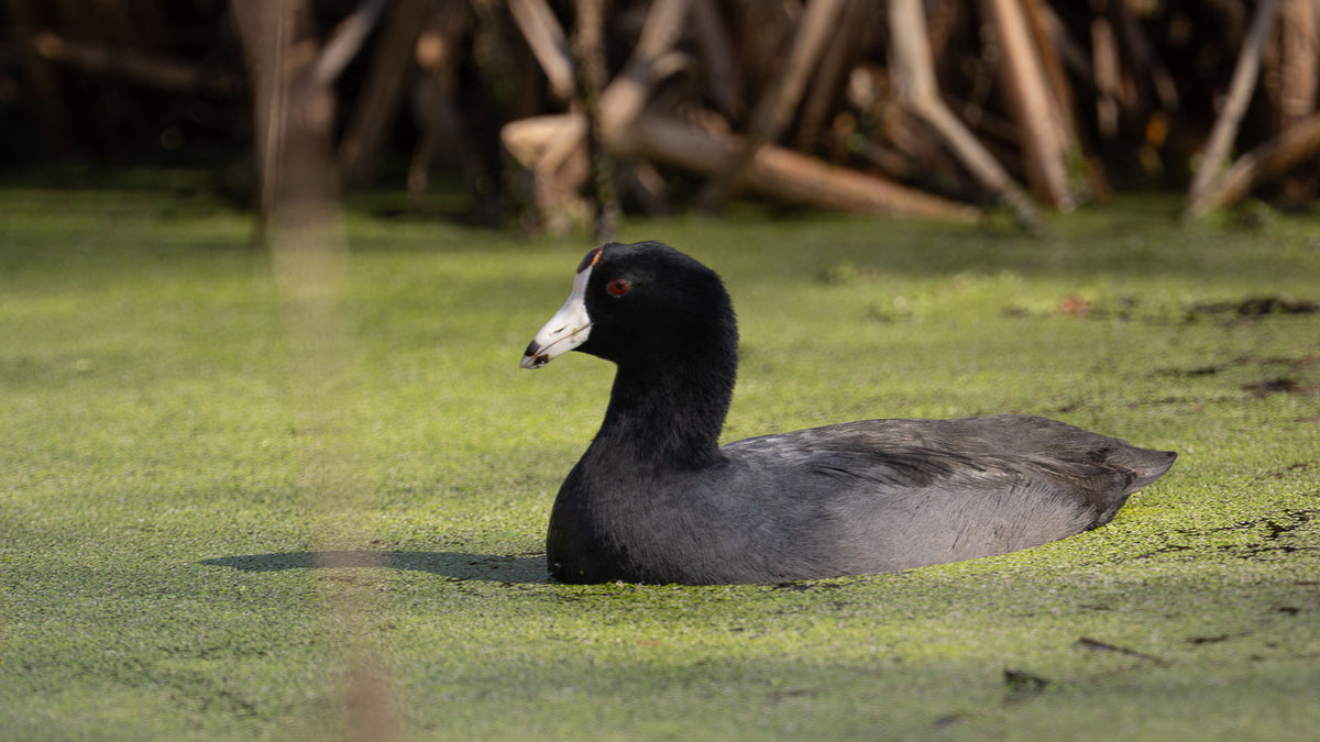 American Coot with a white bill and red eye floating in green surface vegetation, photographed by Mark Miller