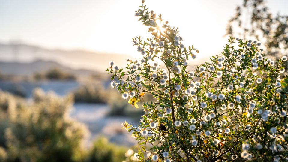 Creosote flowers and fuzzy fruits in the Indio Hills. Photograph by Mark Miller; this image does not document a rain event.