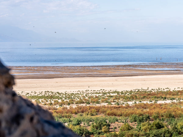 Egrets and Cranes: A Day at the Salton Sea Refuge