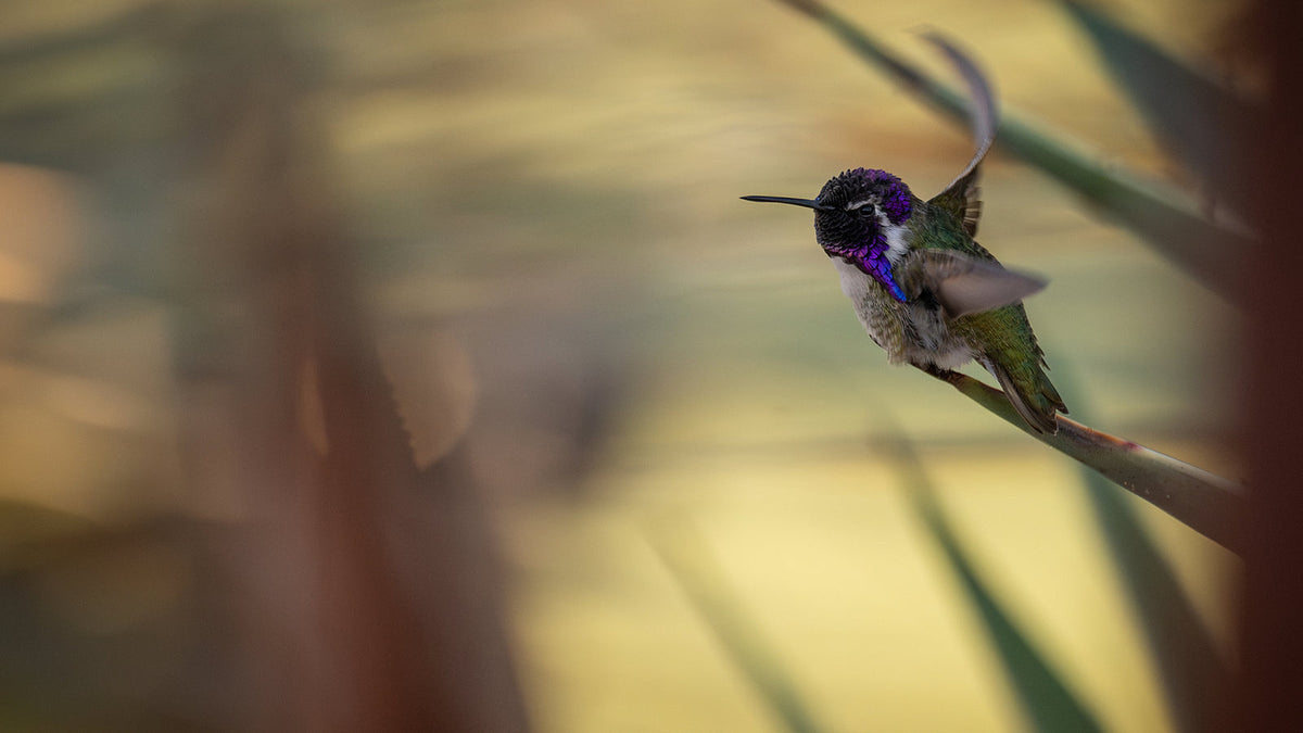 Male Costa’s Hummingbird showing purple throat feathers, photographed by Mark Miller