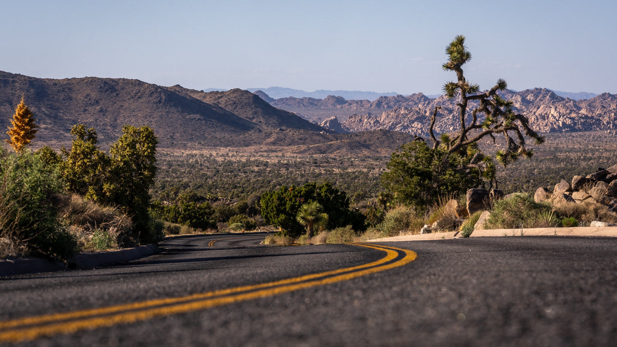 A desert road and Joshua trees in Joshua Tree National Park, photographed by Mark Miller