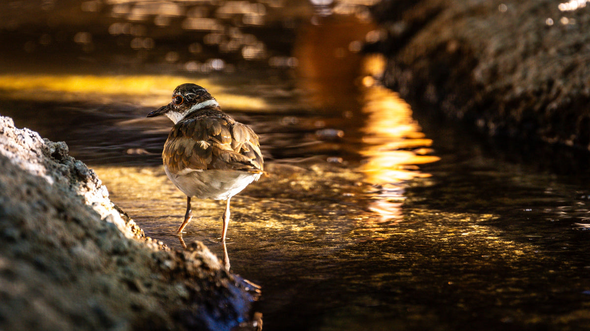 Killdeer standing in shallow water with golden reflections at The Living Desert, Palm Desert. Original photograph by Mark Miller.