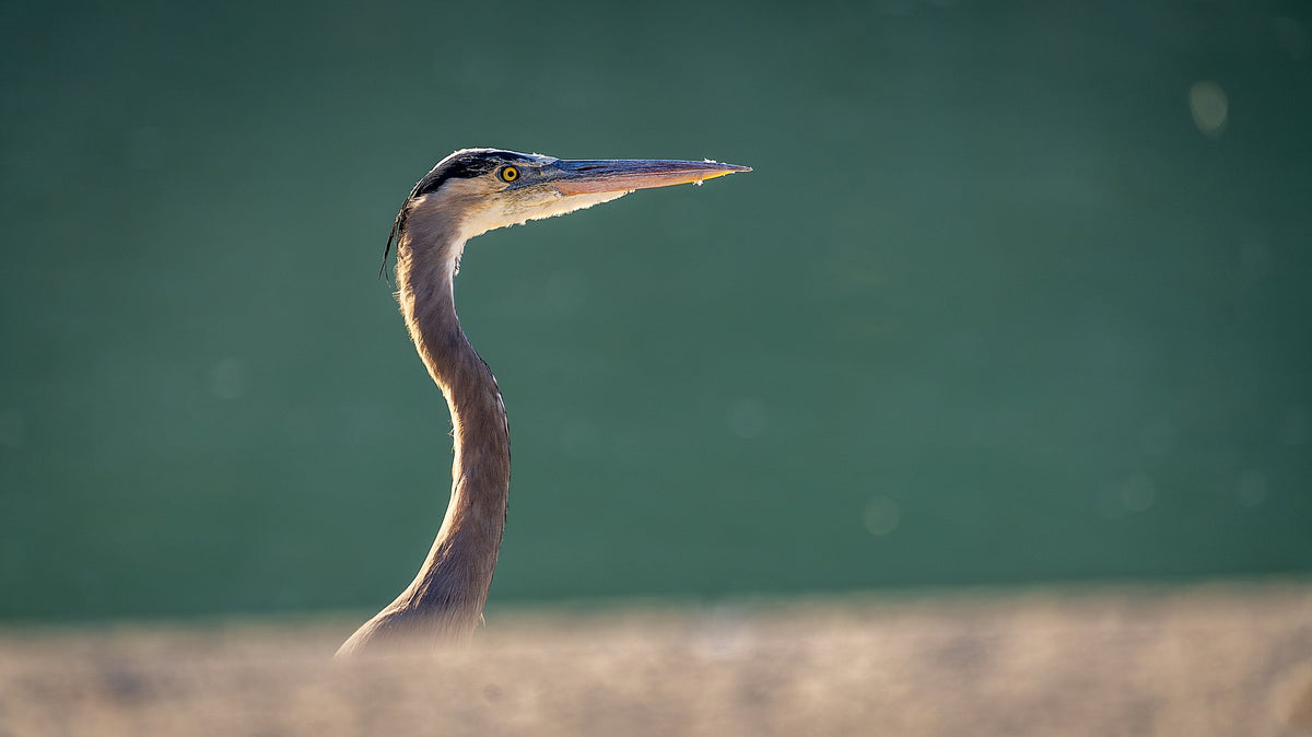 Close profile of a Great Blue Heron at Lake Cahuilla, with yellow eye, long bill and curved neck outlined by warm light against a soft green background.