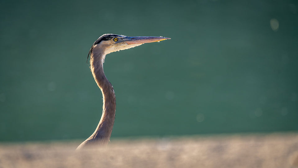 Close profile of a Great Blue Heron at Lake Cahuilla, with yellow eye, long bill and curved neck outlined by warm light against a soft green background.