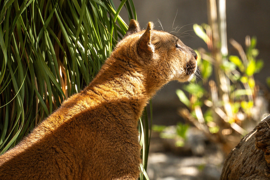 Mountain Lions of the Coachella Valley and Surrounding Mountains
