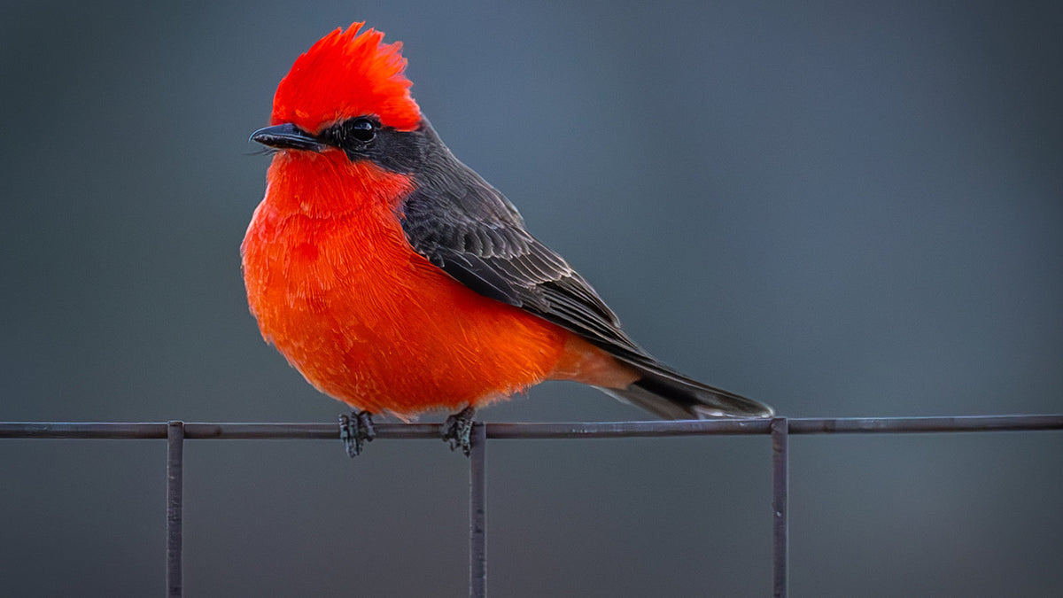 Male Vermilion Flycatcher with vivid red crown and breast, dark eye mask and wings, perched on a fence in Thermal