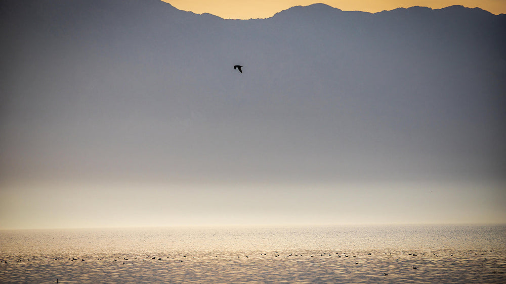 A bird above the Salton Sea with layered mountains and warm evening light. Photograph by Mark Miller.