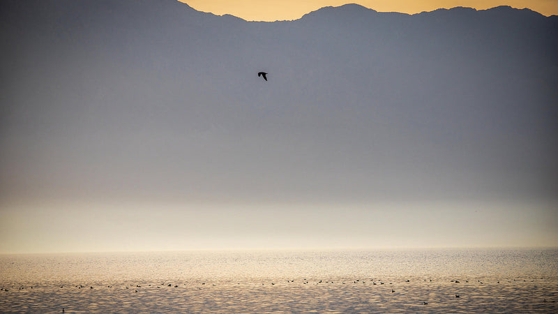 A bird above the Salton Sea with layered mountains and warm evening light. Photograph by Mark Miller.