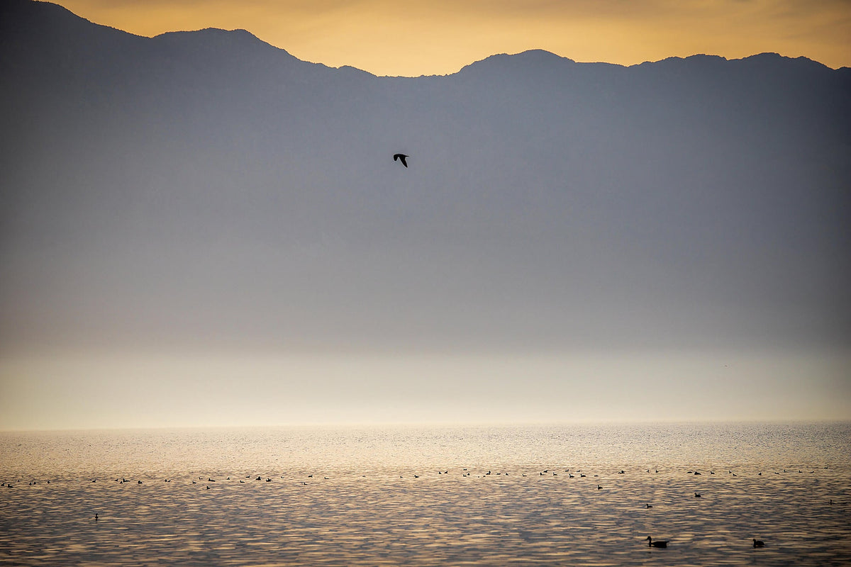 Birds on the Salton Sea beneath mountain silhouettes at sunset