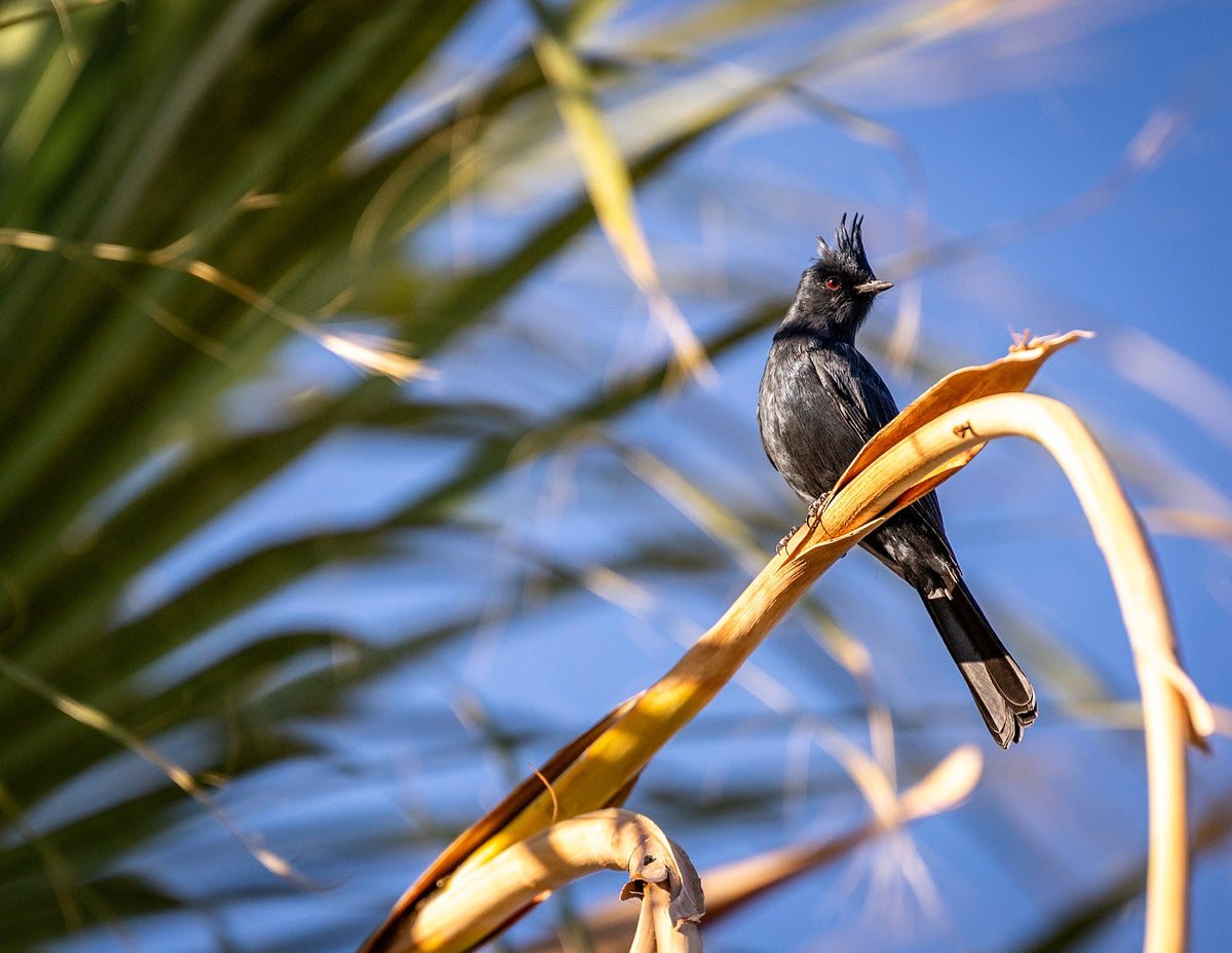 Male Phainopepla with a red eye, black plumage, and upright crest perched among palm foliage.