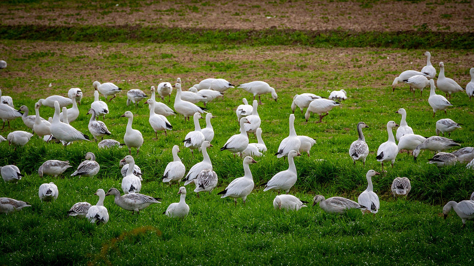 White and gray-marked geese feeding and standing in a vivid green field near the Salton Sea. Original photograph by Mark Miller.