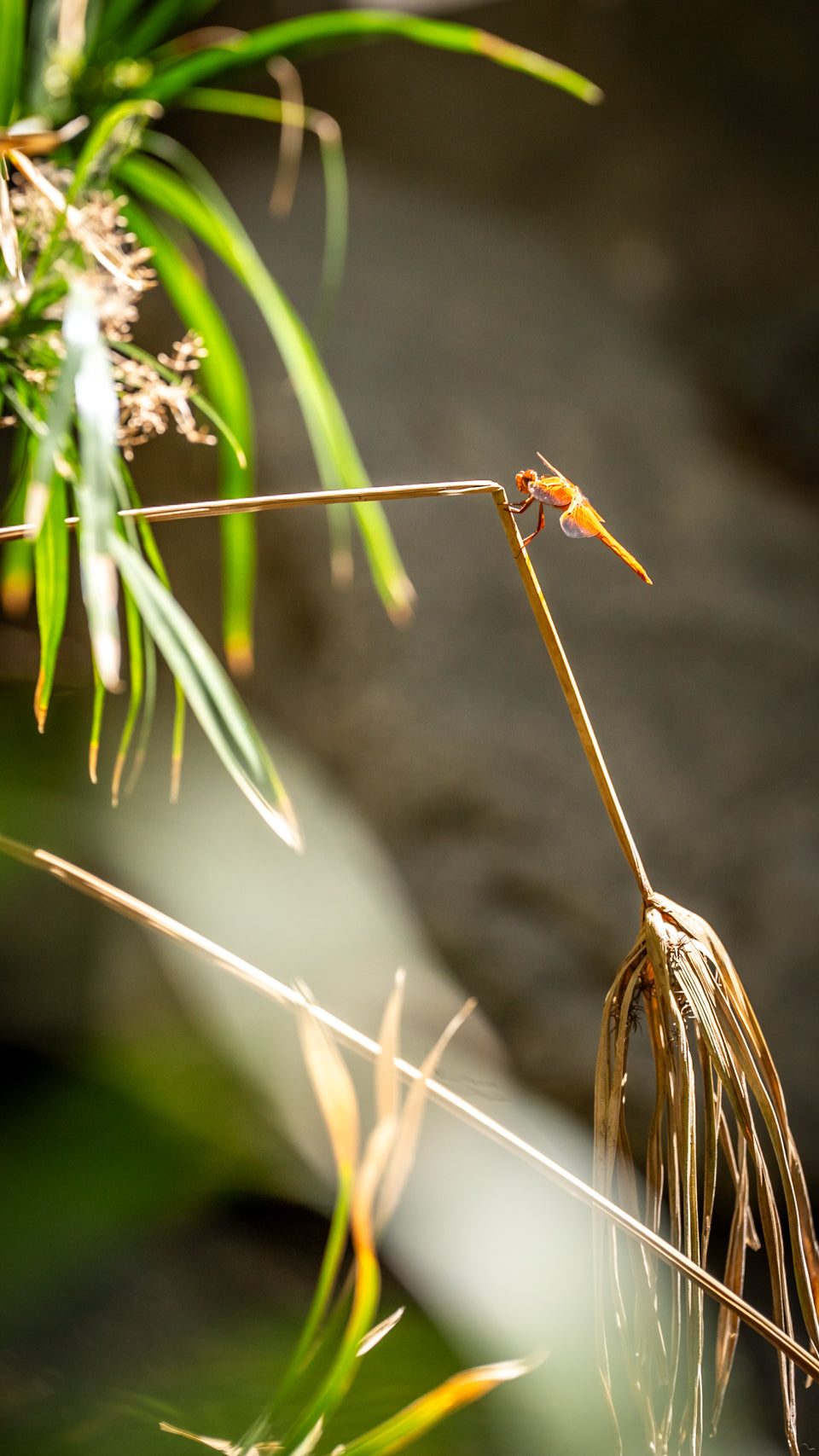 Flame skimmer dragonfly photographed by Mark Miller, from the Desert Oasis Insider wildlife collection