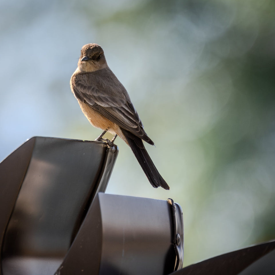 Say’s phoebe, from the Desert Oasis Insider photography archive.
