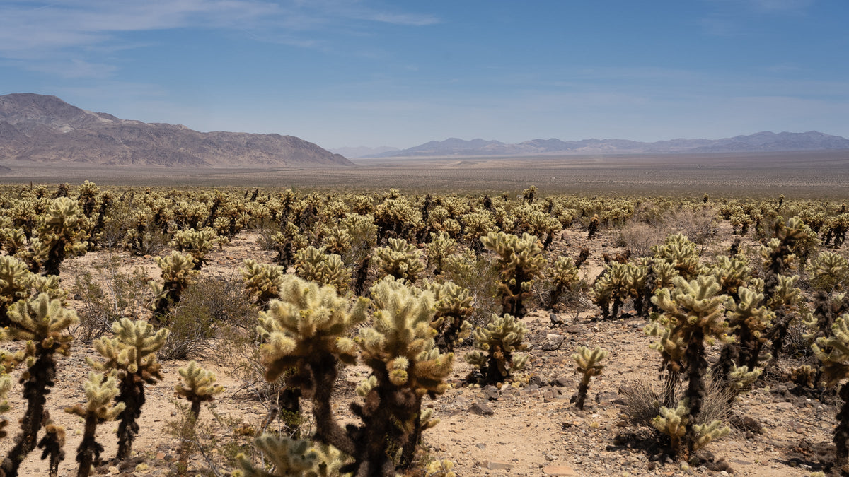 Teddy bear cholla garden stretching across the desert in Joshua Tree National Park