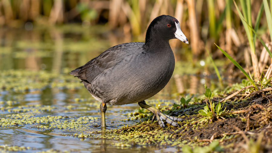 Those Little Black “Ducks” Are American Coots—Here’s How to Tell