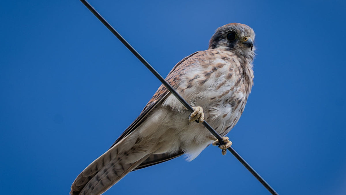 Female American Kestrel perched on a wire in Thermal, California. Photograph by Mark Miller, October 23, 2026; horizontal crop.