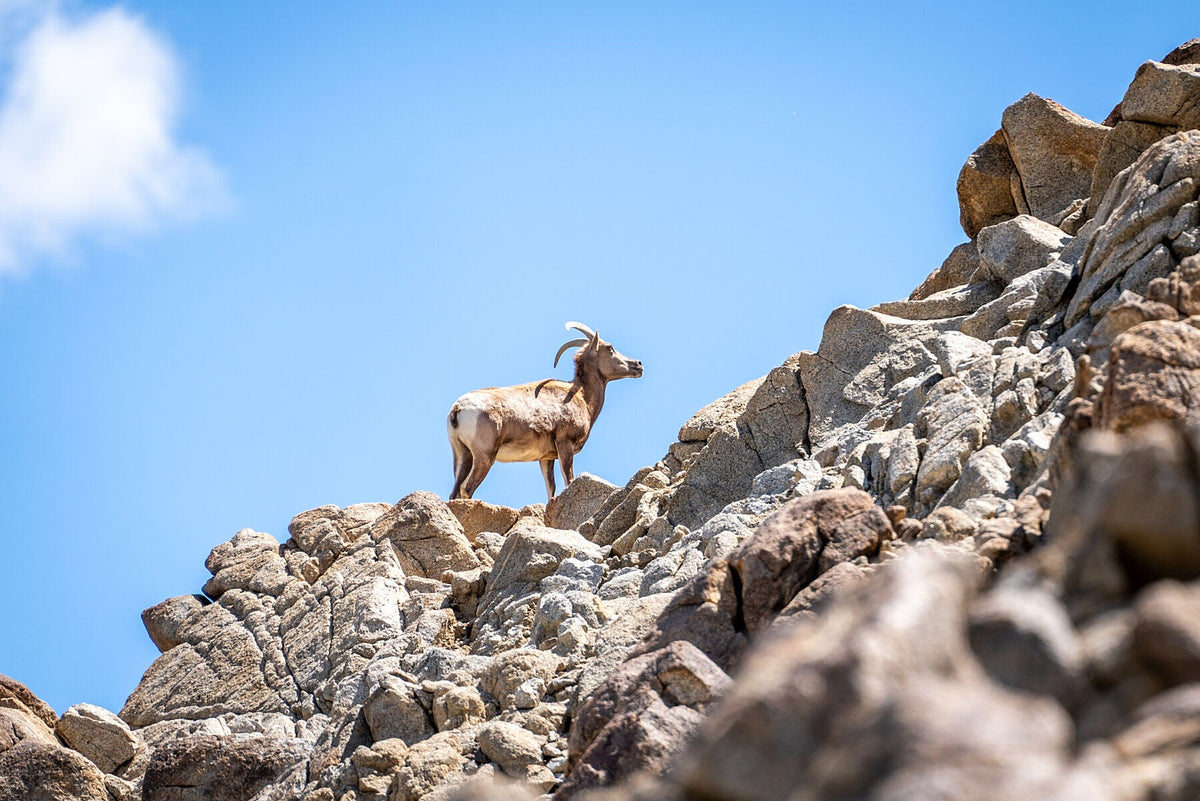 Bighorn sheep standing among pale granite boulders beneath a clear blue sky.