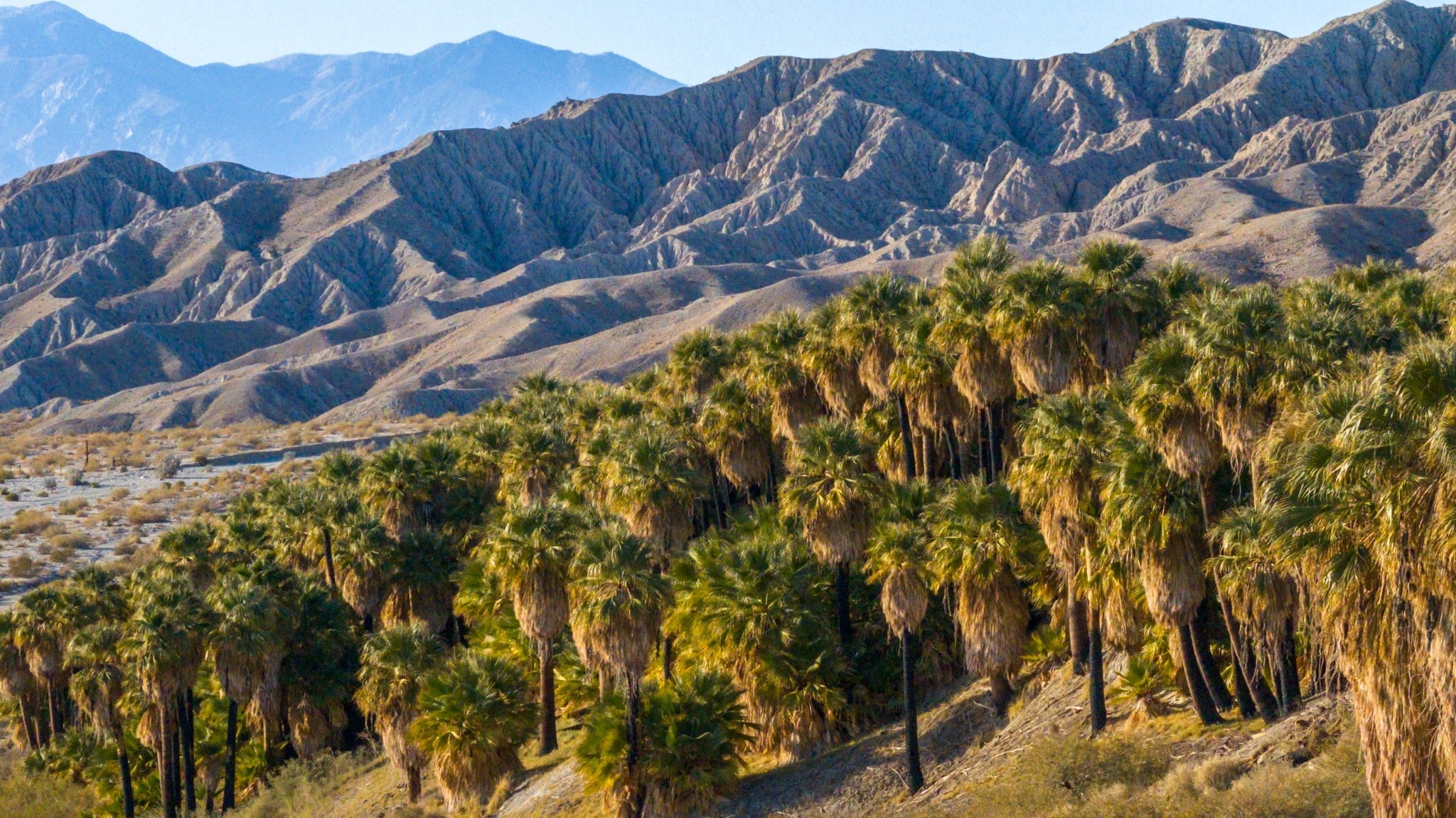 Native California fan palms at Coachella Valley Preserve below arid desert hills and distant mountains