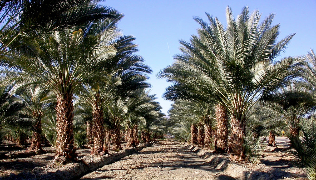 Young date palm planting in the Coachella Valley, photographed by RF Lee for USDA ARS