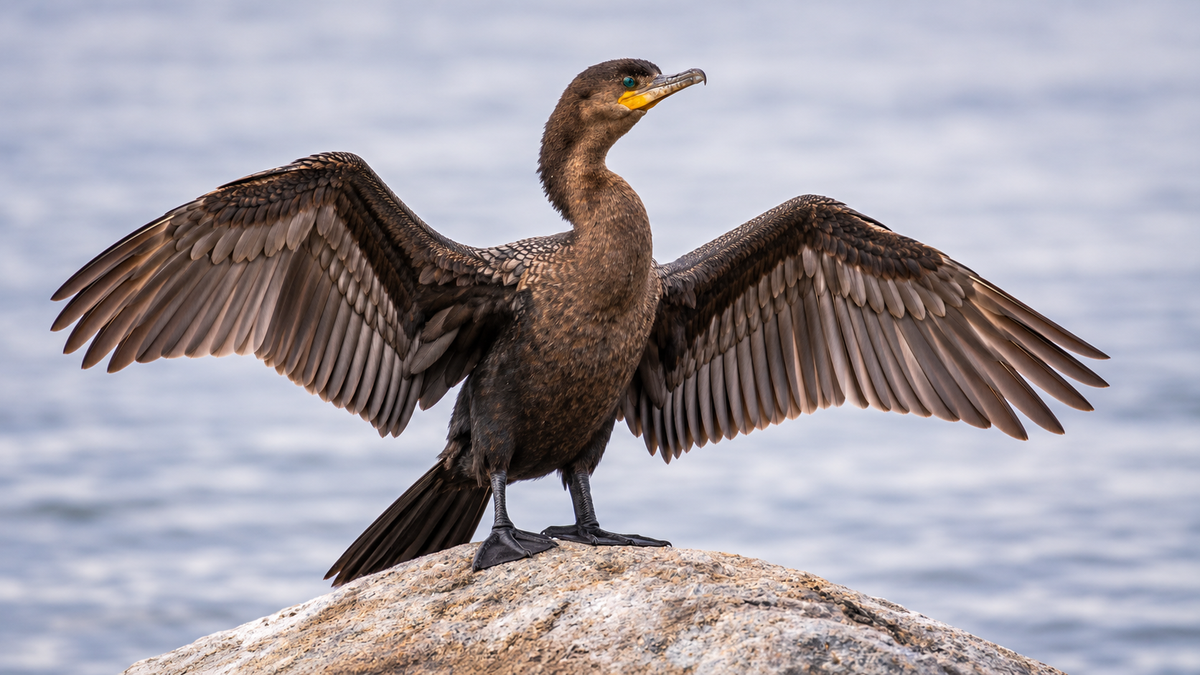 AI-generated visualization based on Mark Miller’s photograph: Double-crested Cormorant perched on a lakeside rock with both wings open to dry.