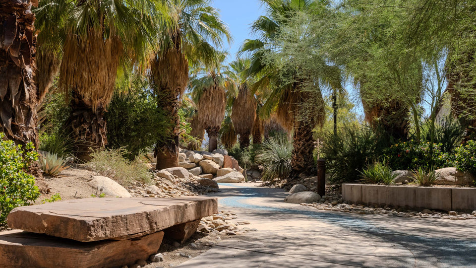 Palm-lined walking path and desert landscaping at Faye Sarkowsky Sculpture Garden in Palm Desert, photographed by Mark Miller